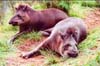 Tapirus terestris